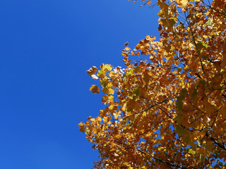 i caldi colori della campagna in autunno