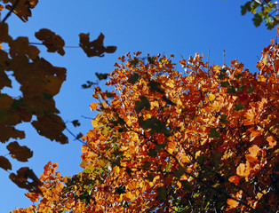 i caldi colori della campagna in autunno