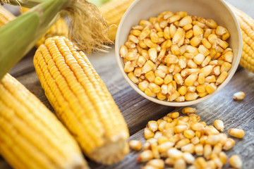 Raw corn on the cob and grains of corn in white bowl on wooden table