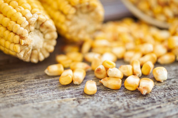 Corn grains and corn cobs on wooden table