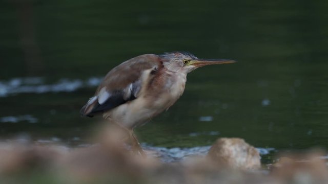 Yellow Bittern - Ixobrychus sinensis  small bittern. It is of Old World origins, breeding in the northern Indian Subcontinent, east to Japan and Indonesia. It is mainly resident.