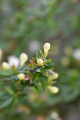 Glossy abelia