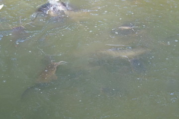 Fototapeta premium Group of fish swimming in a pool open mouth for oxygen air breathe, nature pond
