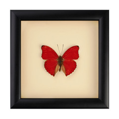 Beautiful red butterfly in a black frame under glass. A rare species of butterflies. Cymothoe excelsa. Nymphalidae