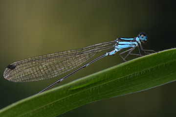 Blue dragonfly in branch