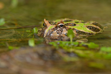 Green Pacman in Water