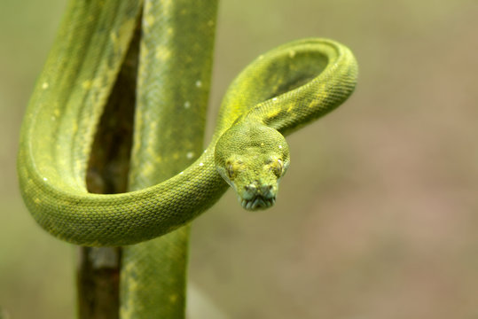 Green tree python look at me