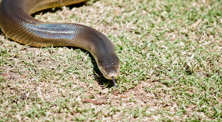 this is a close up of a carpet python