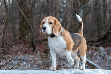 dog breed Beagle on a walk in the winter Park