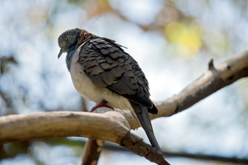 the bar shouldered pigeon is perched in a tree