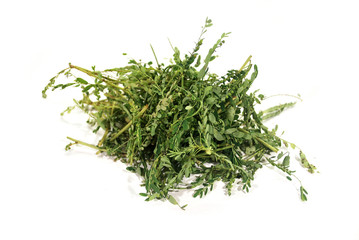 Children under the leaves on white background.