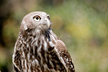 this is a close up of a barking owl