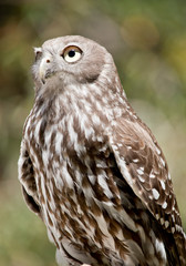 this is a close up of a barking owl