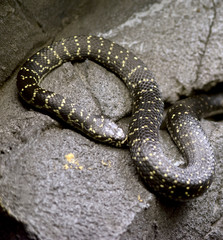 the broad headed snake is a venomous snake on the rocks
