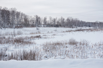 Snow field First snow. Trees under the snow. Frosty morning.
