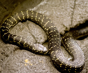 the broad headed snake is a venomous snake on the rocks
