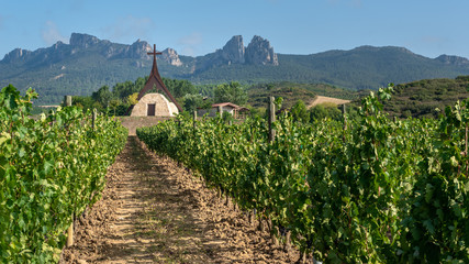 Fototapeta na wymiar Vineyards in summer with the chapel of Slavery as background, La Rioja, Spain 