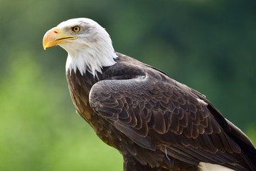 american bald eagle