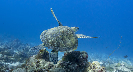 Turtle swimming