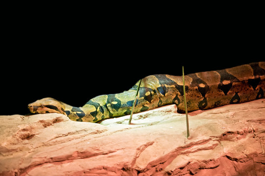 this is a close up of a carpet python