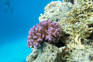 Naklejka na ściany i meble Colorful coral reef at the bottom of tropical sea, violet Cauliflower Coral, underwater landscape