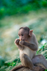 A baby monkey sitting near a cliff and eating food