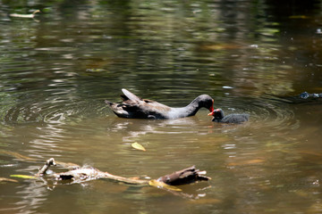 the mother dusky moorhen is watching her chick