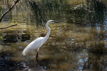 this is a side view of a great egret