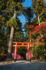 Fototapeta na wymiar 滋賀県、多賀大社の境内社の金咲稲荷神社の鳥居と風景