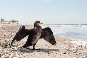 Cormorant resting on the sea coast. Shallow depth of field. Close-up photo.
