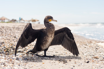 Cormorant resting on the sea coast. Shallow depth of field. Close-up photo.