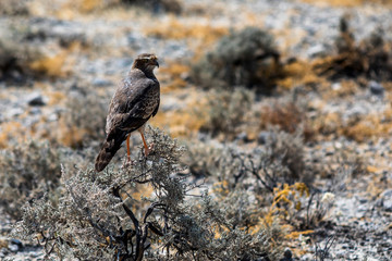 Wilder Vogel im Etosha Nationalpark, Namibia
