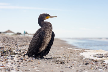 Cormorant on the seashore. Shallow depth of field. Close up photo

