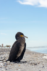 Cormorant resting on the seashore. Shallow depth of field. Close up 