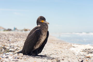 Cormorant resting on the seashore. Shallow depth of field. Close up photo.