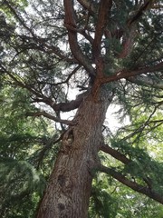 Obraz premium tree