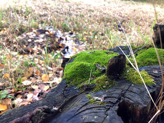Moss Texture A Dead Tree. Old birch tree bark texture with moss. Natural background. Close up Old rotten Tree surface For background image.