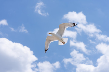 Seagull soaring in the deep blue sky. Closeup photo. 