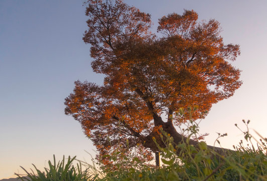 1 Best 御神木 Images Stock Photos Vectors Adobe Stock