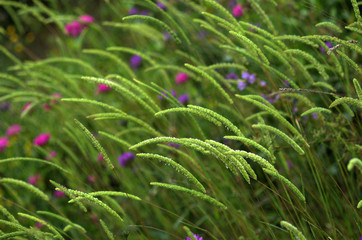 green grass and flowers