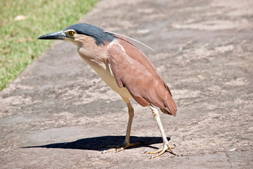 this is a side view of a nankeen night heron