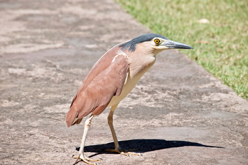 this is a side view of a nankeen night heron