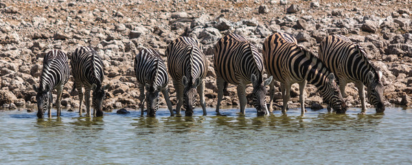 Fototapeta na wymiar Zebras am Trinken im Etosha Nationalpark, Namibia