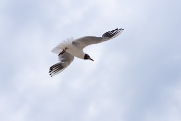 Seagull soaring in the deep blue sky. Closeup photo. 