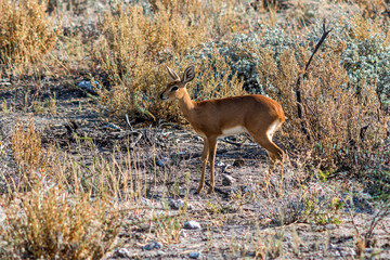 Damara Dik Dik im Etoscha Nationalpark, Namibia