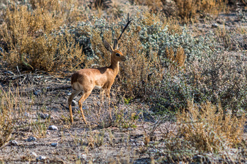 Damara Dik Dik im Etoscha Nationalpark, Namibia