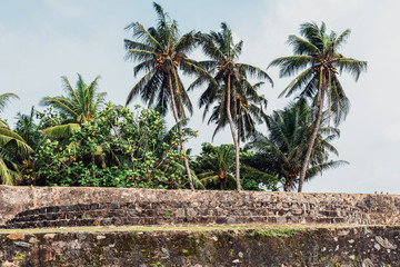 Palm trees and defensive walls in Galle, Sri Lanka.