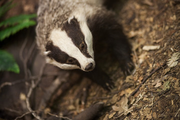 Badger in the forest. Stuffed badger. Taxidermy. Making stuffed animals