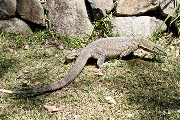 the lace lizard is very large