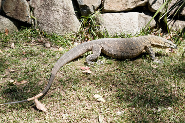 this is a side view of a lace monitor lizard